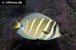 zebrasoma velifer zebrasoma velifer