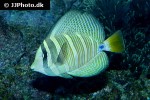 zebrasoma velifer zebrasoma velifer