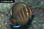 zebrasoma velifer zebrasoma velifer