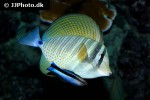 zebrasoma velifer zebrasoma velifer