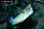 zebrasoma velifer zebrasoma velifer