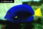 zebrasoma xanthurum zebrasoma xanthurum