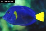 zebrasoma xanthurum zebrasoma xanthurum