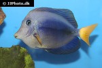 zebrasoma xanthurum zebrasoma xanthurum