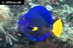 zebrasoma xanthurum zebrasoma xanthurum