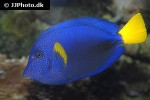 zebrasoma xanthurum zebrasoma xanthurum