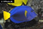 zebrasoma xanthurum zebrasoma xanthurum