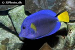 zebrasoma xanthurum zebrasoma xanthurum