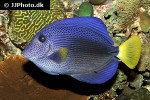 zebrasoma xanthurum zebrasoma xanthurum