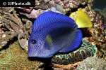 zebrasoma xanthurum zebrasoma xanthurum