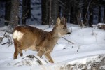 73 jaemtland   oestersund