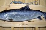 10 sweden canadian lake char 10 sweden canadian lake char