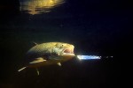 60 sweden canadian lake char 60 sweden canadian lake char