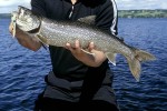 66 sweden canadian lake char 66 sweden canadian lake char