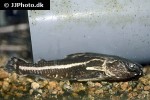 acanthodoras cataphractus acanthodoras cataphractus