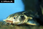 acanthodoras cataphractus acanthodoras cataphractus