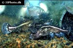 acanthodoras cataphractus acanthodoras cataphractus