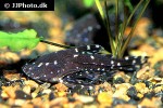 agamyxis pectinifrons agamyxis pectinifrons