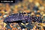 agamyxis pectinifrons agamyxis pectinifrons