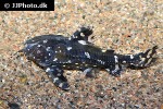 agamyxis pectinifrons agamyxis pectinifrons