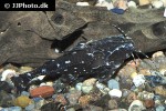 agamyxis pectinifrons agamyxis pectinifrons