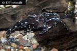 agamyxis pectinifrons agamyxis pectinifrons