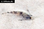 amblydoras affinis amblydoras affinis