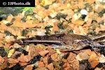amblydoras nauticus amblydoras nauticus