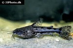 amblydoras nauticus amblydoras nauticus