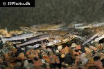 amblydoras nauticus amblydoras nauticus
