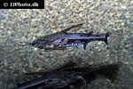 amblydoras nauticus amblydoras nauticus