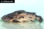 anadoras grypus anadoras grypus