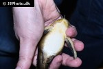 centrochir birindellii centrochir birindellii