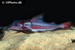 hemidoras morrisi hemidoras morrisi