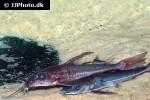 hemidoras morrisi hemidoras morrisi