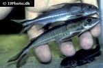 hemidoras stenopeltis tenellus ternetzi hemidoras stenopeltis tenellus ternetzi