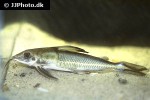 hemidoras stenopeltis hemidoras stenopeltis