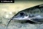 hemidoras stenopeltis hemidoras stenopeltis