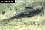 hemidoras stenopeltis hemidoras stenopeltis