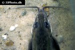 hemidoras stenopeltis hemidoras stenopeltis