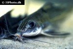 hemidoras stenopeltis hemidoras stenopeltis