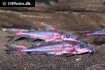 hemidoras stuebelii hemidoras stuebelii