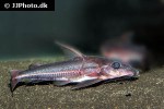 hemidoras stuebelii hemidoras stuebelii