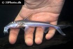 leptodoras cataniai leptodoras cataniai