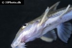 leptodoras cataniai leptodoras cataniai