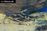 megalodoras uranoscopus megalodoras uranoscopus