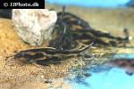 megalodoras uranoscopus megalodoras uranoscopus
