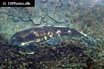 megalodoras uranoscopus megalodoras uranoscopus
