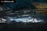 nemadoras elongatus nemadoras elongatus