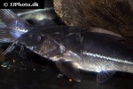 nemadoras elongatus nemadoras elongatus